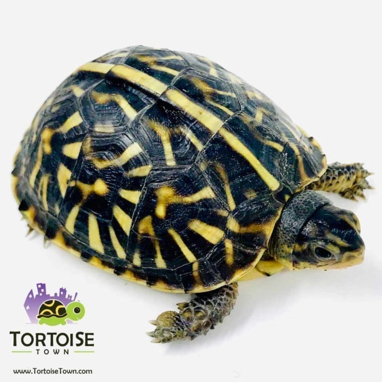 Ornate Box Turtle for sale baby box turtles for sale hatchlings online