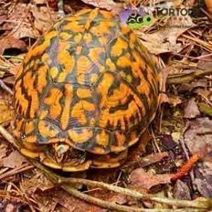 eastern box turtle near me