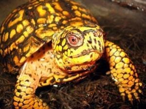 box turtles for sale near me