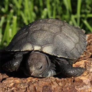 burmese mountain tortoise care