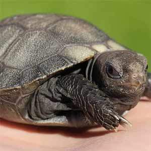 Burmese mountain tortoise