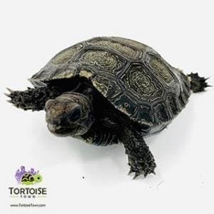 Burmese mountain tortoise