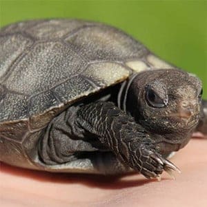burmese mountain tortoise