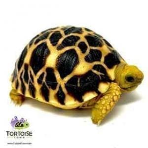 Burmese Star tortoise