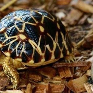 Burmese star tortoise