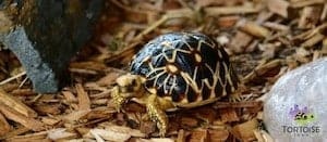 Burmese star tortoise breeder