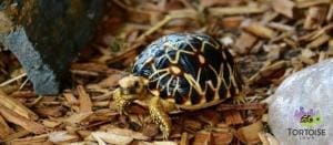 Burmese star tortoise for sale