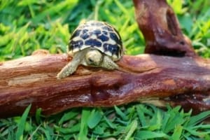 Burmese Star Tortoises