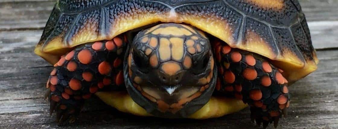 baby red foot tortoise