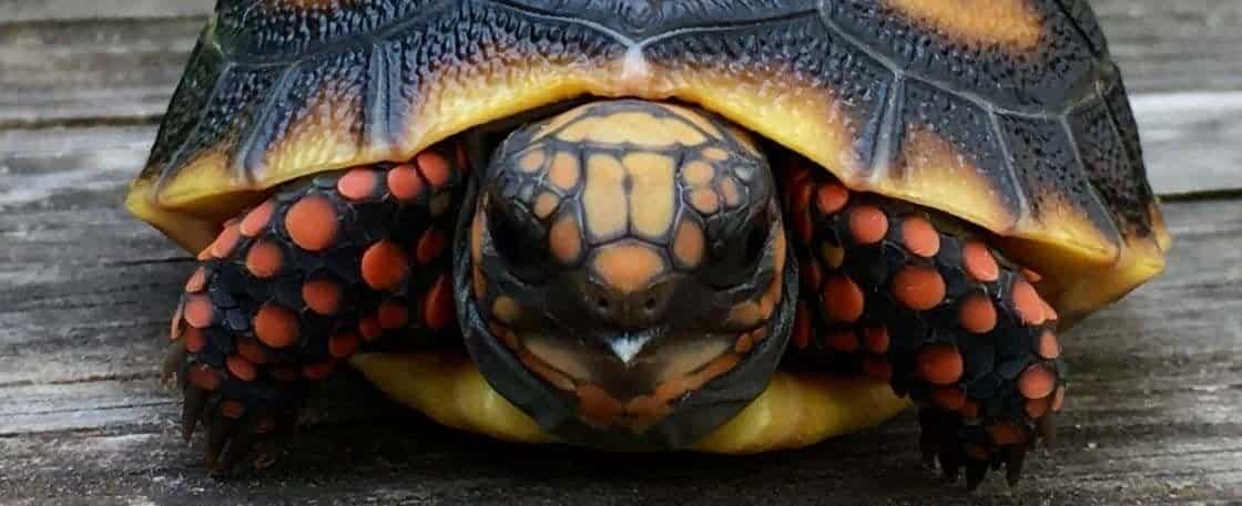 baby red foot tortoise