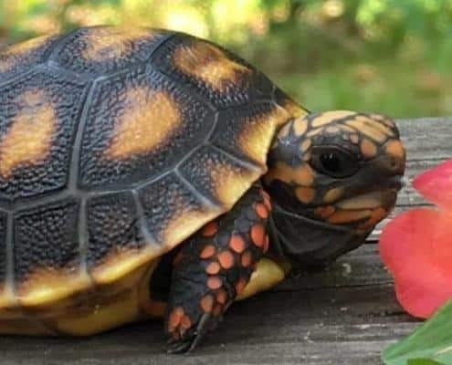 baby red foot tortoise for sale