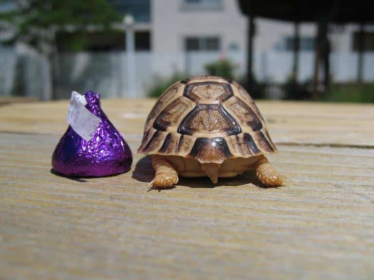 Small tortoise for sale baby tiny tortoise for sale small pet tortoises