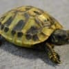 hermann's tortoise for sale