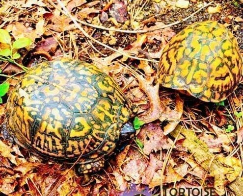 Eastern box turtle