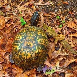 Box turtle breeders