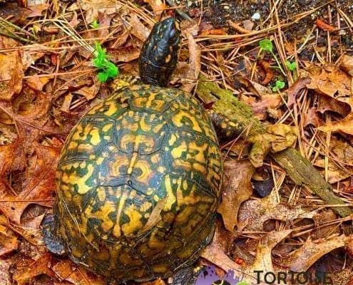 Box turtle breeders