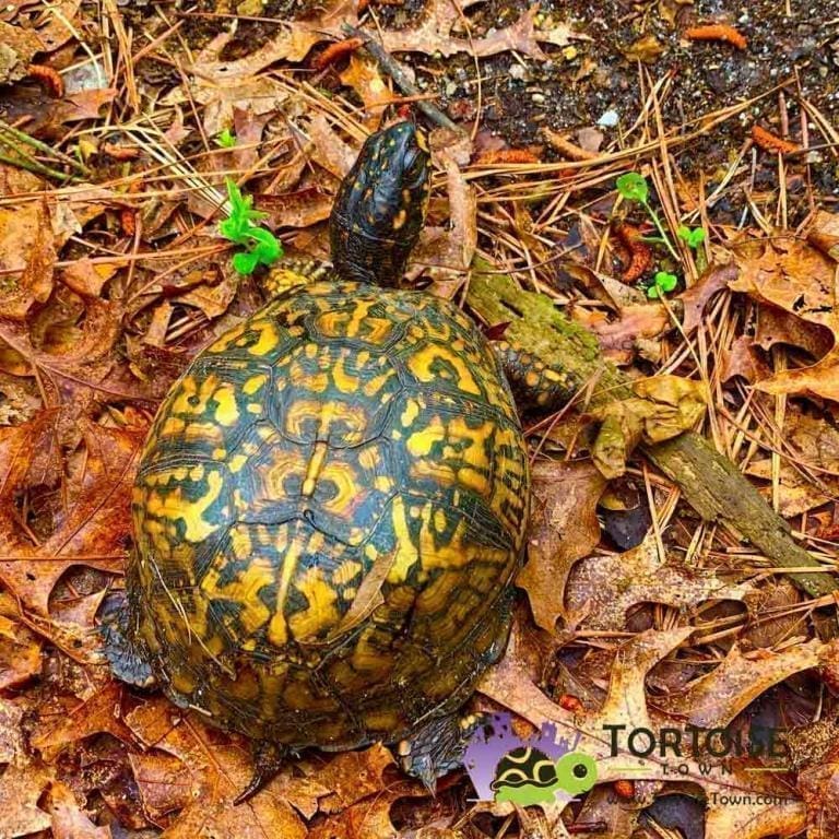 Eastern Box turtles for sale hatchlings juveniles adult box turtles