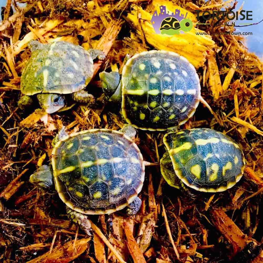 eastern box turtles for sale 