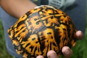 eastern box turtles for sale