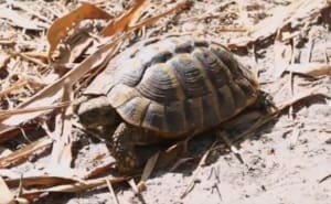 eastern hermann's tortoise