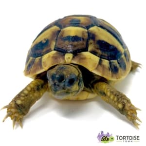 eastern hermann's tortoise for sale