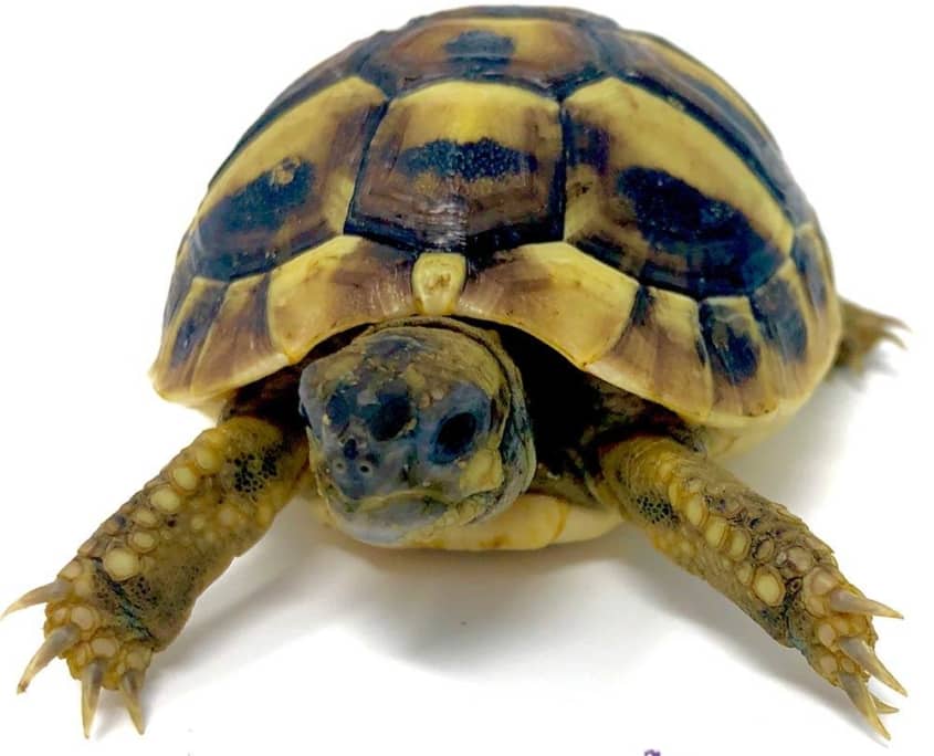 eastern hermann's tortoise for sale