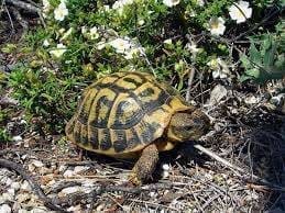 eastern hermann's tortoise