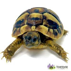 hermann's tortoise for sale