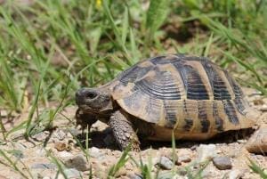 eastern Hermann's tortoise