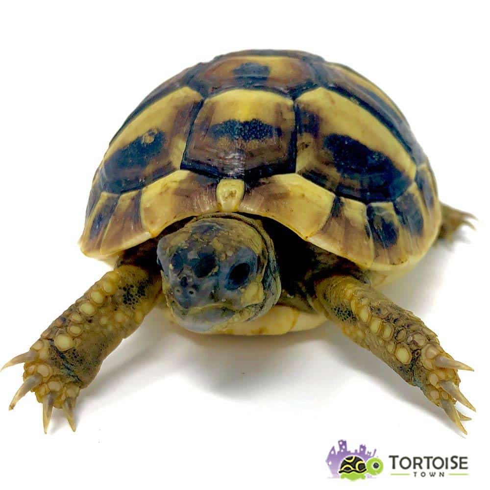 hermann s tortoise for