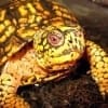 Eastern Box Turtles for sale