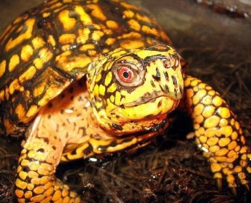 Eastern Box Turtles for sale