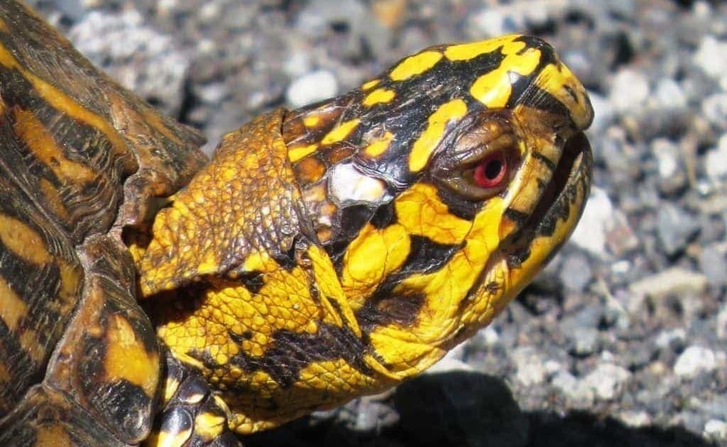 Eastern Box Turtle for sale