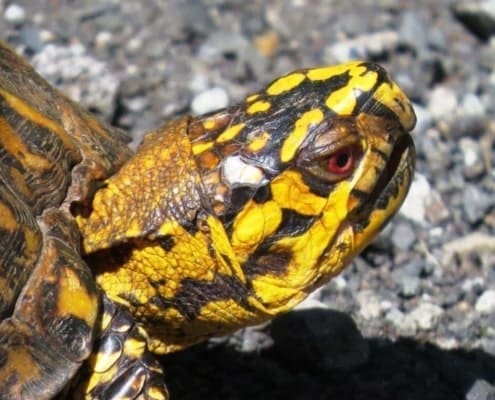 Eastern Box Turtle for sale