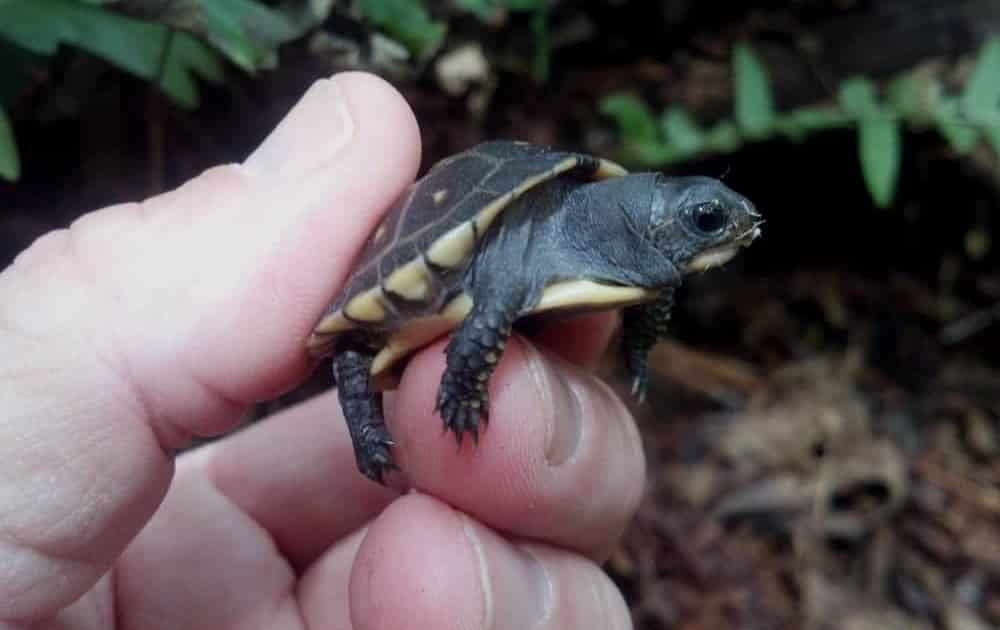 box turtle for sale