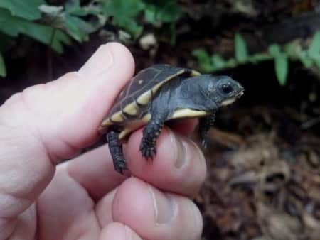 box turtle for sale