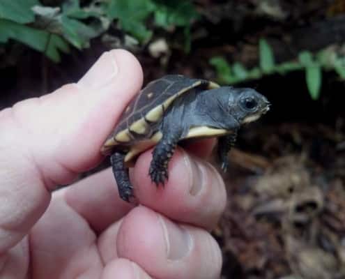 box turtle for sale