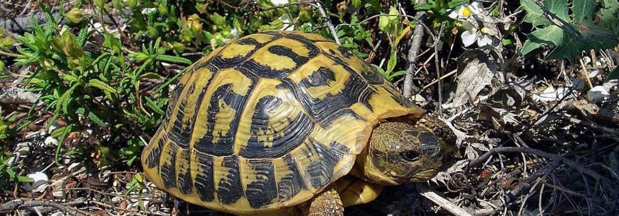 hermman's tortoise for sale
