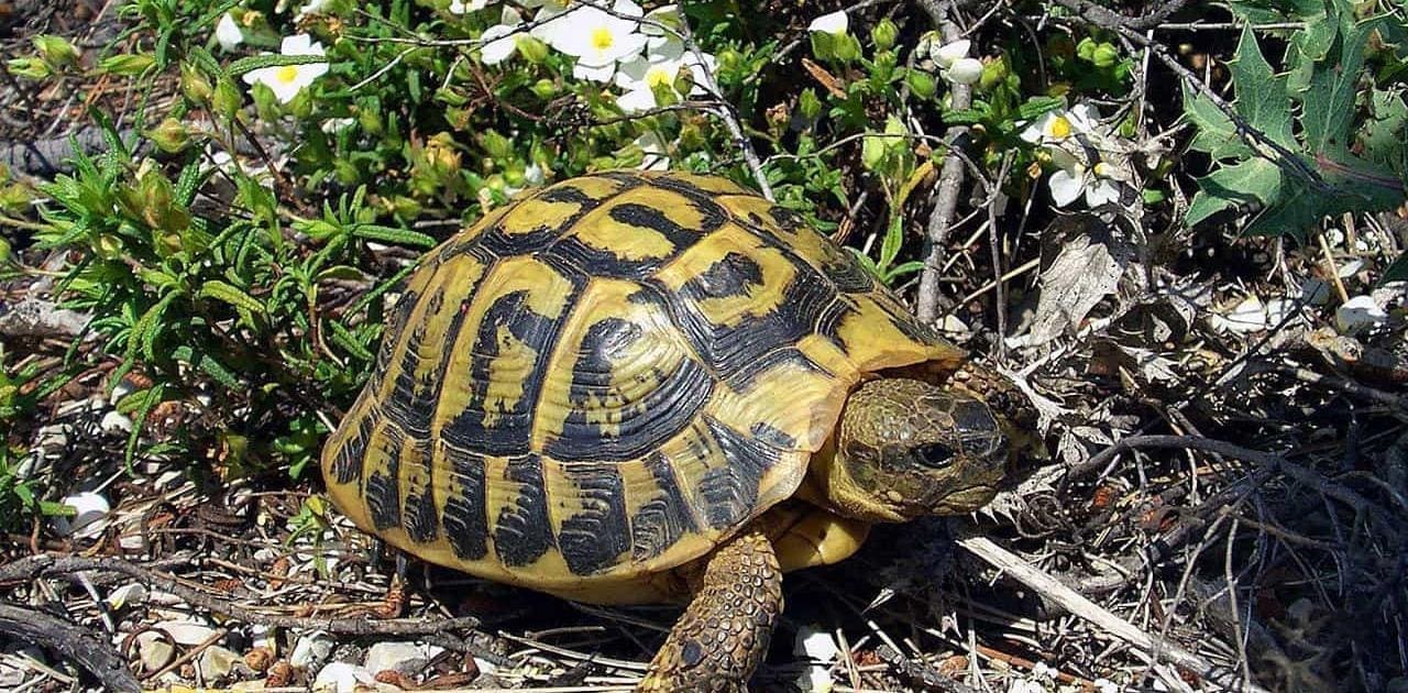 hermman's tortoise for sale