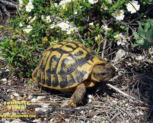 Hermann tortoise