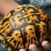 Eastern Box Turtle for sale