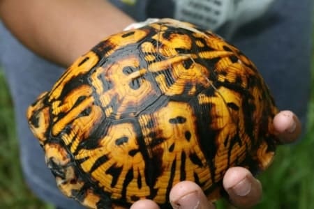Eastern Box Turtle for sale