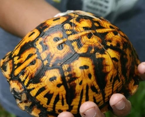 Eastern Box Turtle for sale