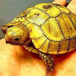 elongated tortoise