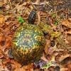 female eastern box turtle