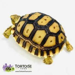 giant tortoise for sale