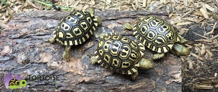 giant south african leopard tortoise