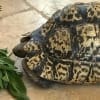 giant leopard tortoise