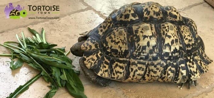 giant leopard tortoise