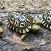 giant south african leopard tortoise